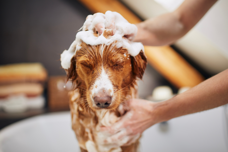 Best Dog Shampoo for Sensitive Skin: Dermatologically Tested Picks