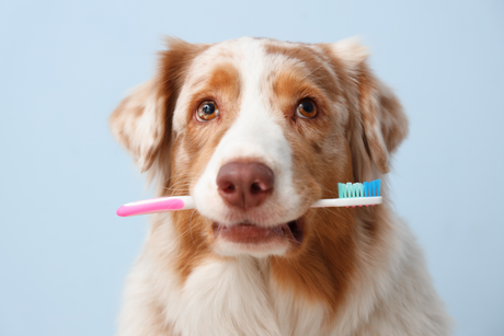 A close-up of a dog holding a toothbrush in its mouth, representing daily dog dental care and teeth cleaning.