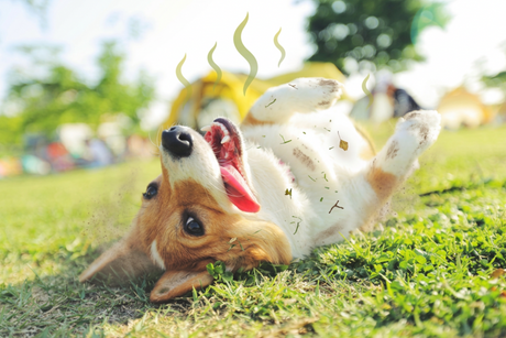 A happy dog rolling in the grass outdoors with dirt and leaves on its coat, showing how dogs can pick up outdoor odors between baths.