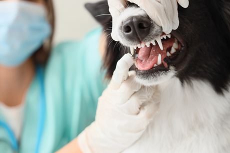 A close-up of a dog having its teeth cleaned with a small dental brush during a pet oral care routine.