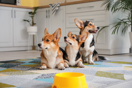 Three Corgis waiting together near a yellow food bowl in a bright home kitchen.
