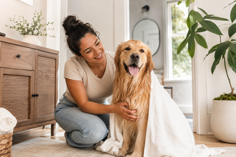 A smiling pet parent drying a freshly bathed Golden Retriever with a white towel in a bright home bathroom.