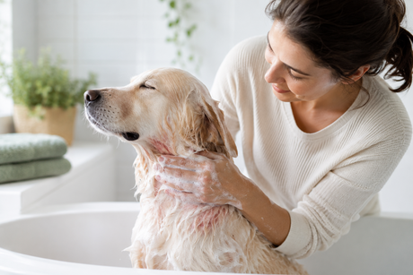 A pet parent gently washing a dog with visible irritated skin during a calm bath time routine.