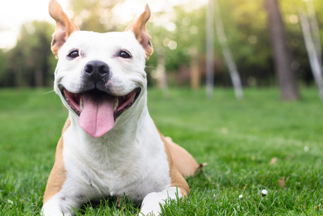 A happy dog lying in green grass outdoors with its tongue out in a sunny park setting.