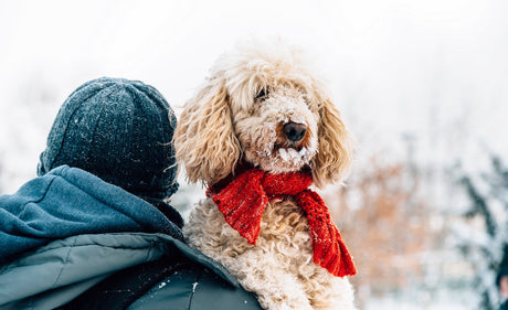 Blog: How to Groom Your Pets During Winter — And Why It Matters More Than You Think. Image of a poodle with snow.