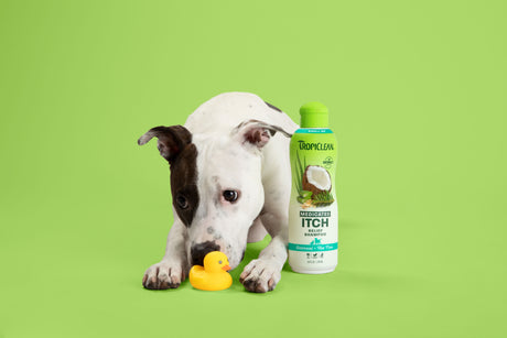 Image of itchy dog with medicated itch relief shampoo.