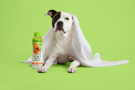 Cute dog with bottle of TropiClean 2-n-1 Luxury Papaya Dog Shampoo Conditioner