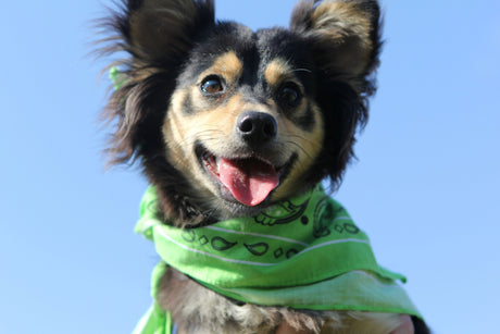  Dog fully bathed head to paw in naturally derived pet shampoo and grooming products.