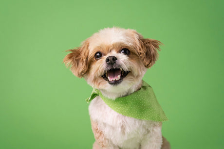 Image of dog just groomed, with green background.