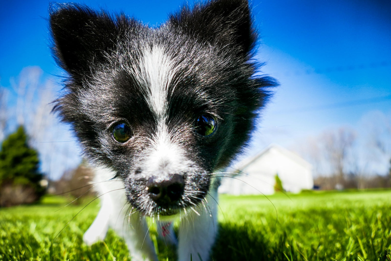 Blog: Sensitive Skin, Smelly Coats, and Everything in Between: Grooming Solutions That Work, by TropiClean. Image of dog.
