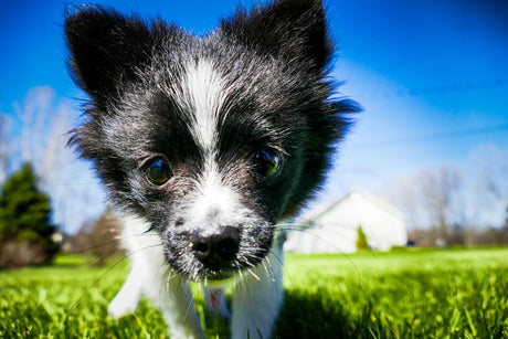 Blog: Sensitive Skin, Smelly Coats, and Everything in Between: Grooming Solutions That Work, by TropiClean. Image of dog.