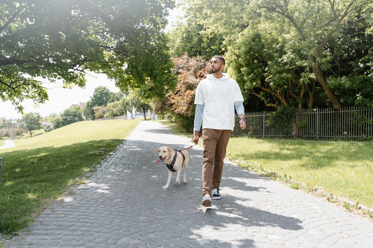 A man walking his yellow Labrador Retriever on a leash along a paved path through a green, tree-lined park.
