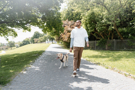 A man walking his yellow Labrador Retriever on a leash along a paved path through a green, tree-lined park.