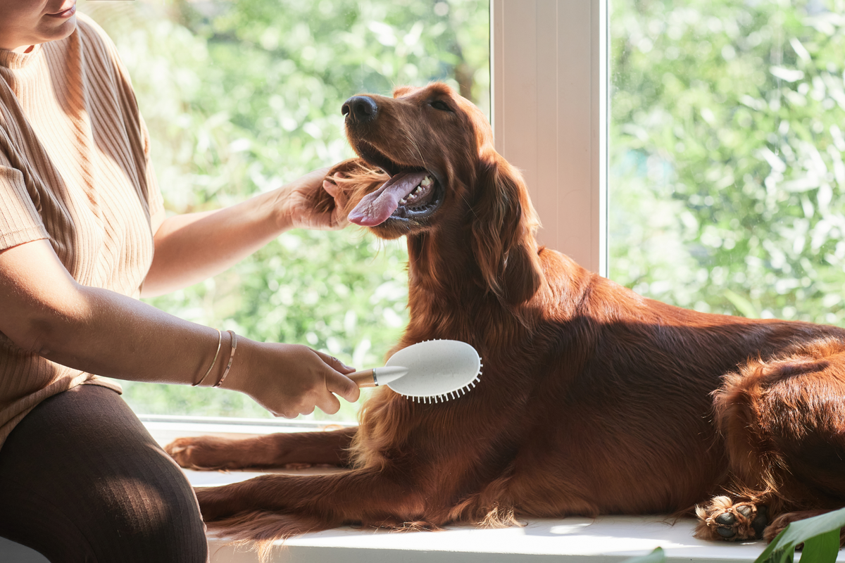 A pet parent gently brushing a happy long-haired dog by a sunny window during an at-home grooming routine.
