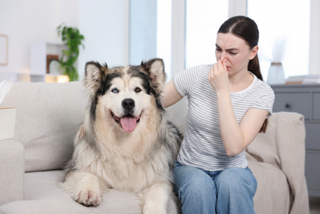 A pet parent sitting beside a large dog on a couch while holding her nose, showing concern about dog odor at home.