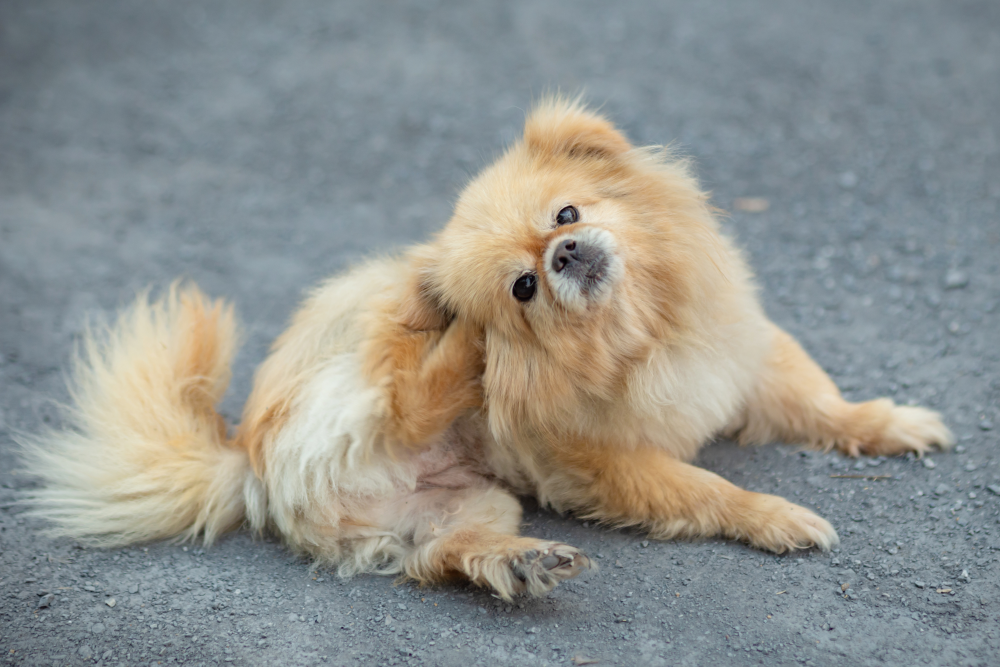 A Pomeranian scratching itchy skin for a TropiClean blog about fast relief for dogs with oatmeal and aloe.