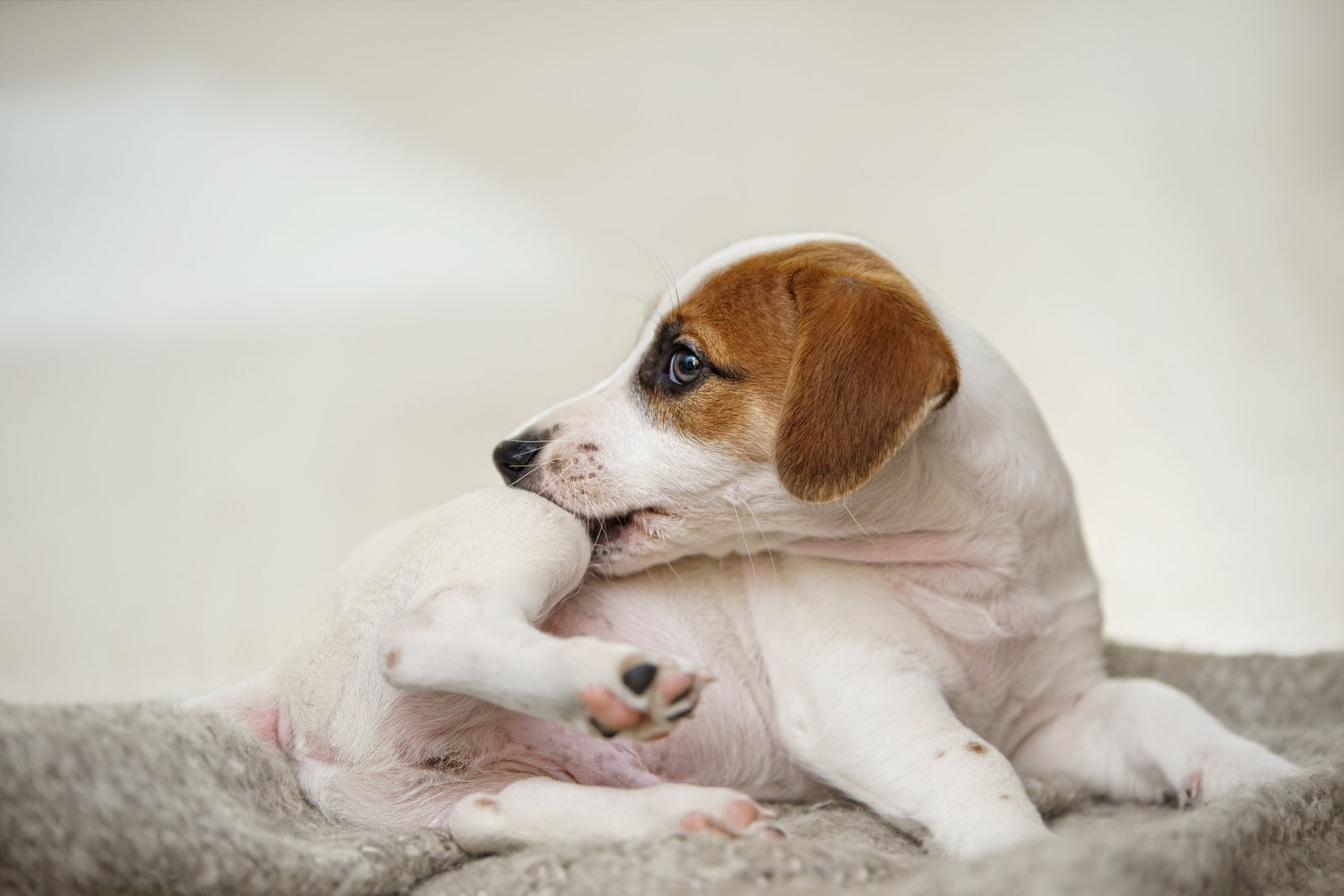 Best Hypoallergenic Dog Shampoos for Itchy Skin in 2026
