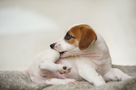 Best Hypoallergenic Dog Shampoos for Itchy Skin in 2026