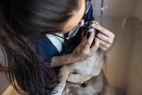 Close-up of a veterinary professional examining a dog's teeth and gums to check for plaque, tartar, and overall oral health.