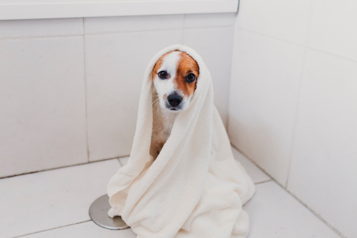 A small brown and white puppy wrapped in a fluffy white towel after bath time, sitting on a tiled bathroom floor.