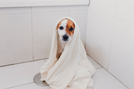 A small brown and white puppy wrapped in a fluffy white towel after bath time, sitting on a tiled bathroom floor.