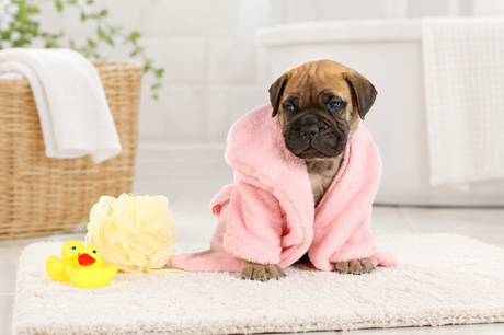 A small puppy wrapped in a pink towel after bath time, sitting on a soft bathroom rug beside rubber duck toys and a bath sponge.