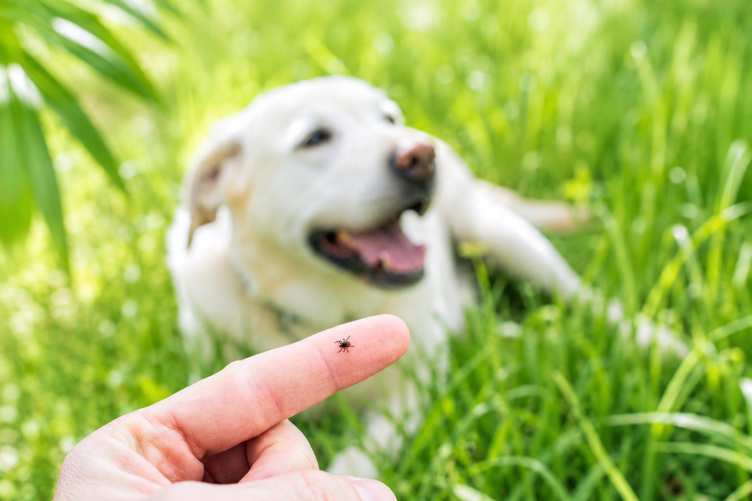 A close-up of a tick on a person’s finger with a dog lying in the grass in the background.