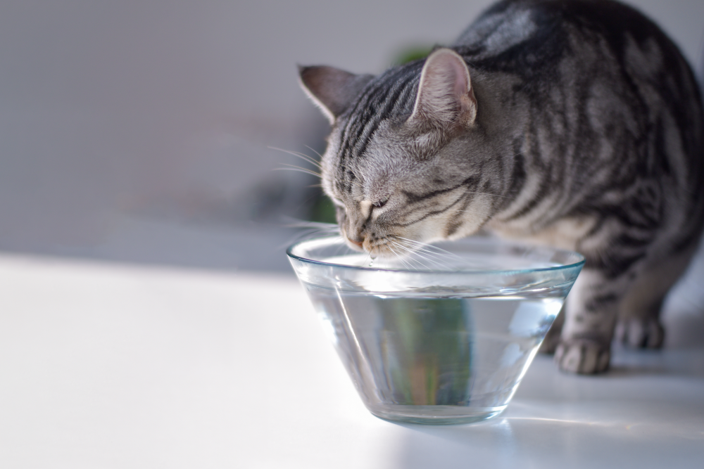 A cat drinking water from a clear glass bowl for a TropiClean blog about water additives and dental health for dogs and cats.