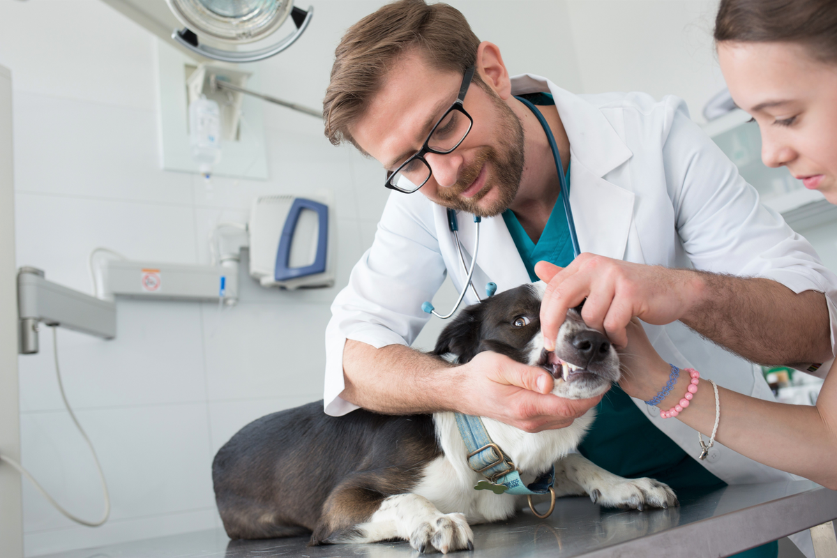 A veterinarian examining a dog's teeth and gums during a dental health checkup while a veterinary assistant helps hold the dog.