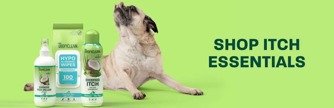 Pug sitting up next to items in bundle. Stop the scratch cycle.
