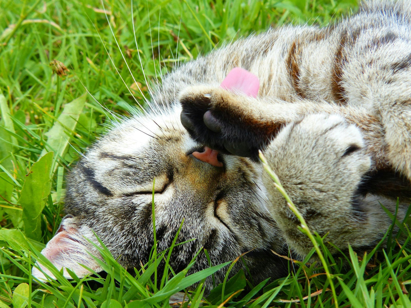 TropiClean’s Cat Grooming Products, image of cat grooming himself