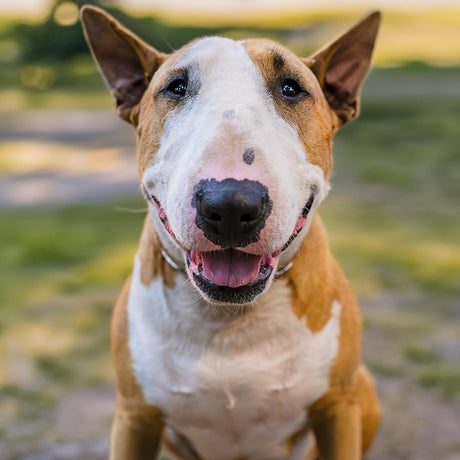 DENTAL ENTICERS FOR DOGS