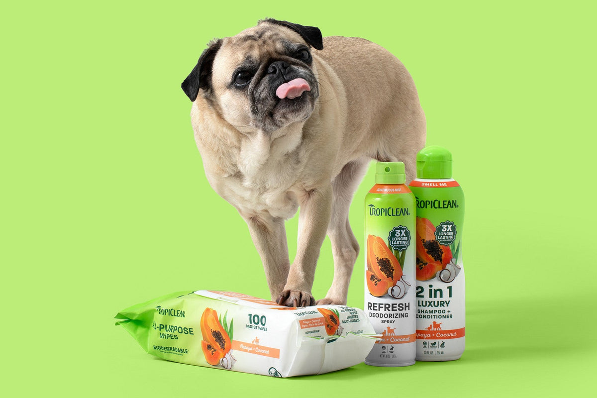 Pug standing next to Tropiclean papaya line up on a green background