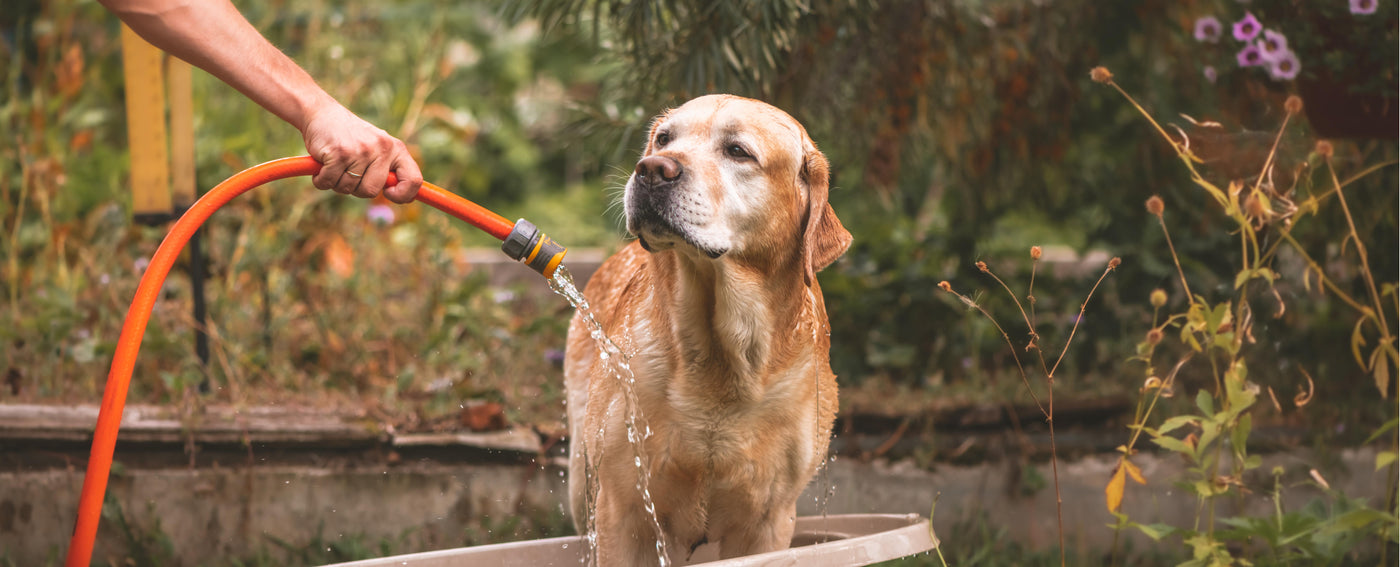 TropiClean Flea and Tick Solutions for Dogs and Cats. Dog being washed with a hose by a person outdoors.