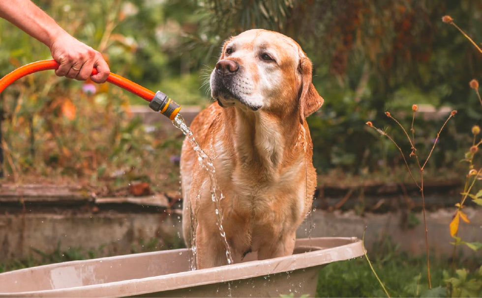 TropiClean Feal and Tick Solutions for Dogs and Cats. Dog being washed with a hose by a person outdoors.