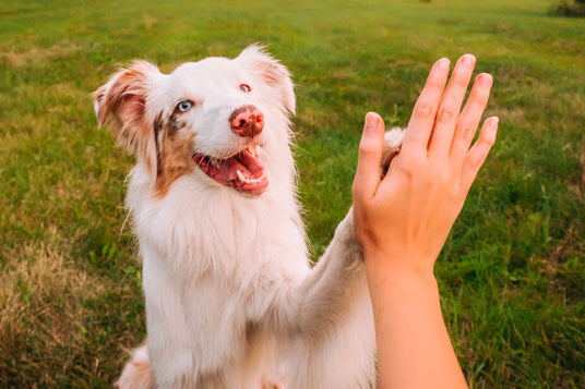 TropiClean has a 60 day guarantee. Dog giving a high-five to a person in a grassy field