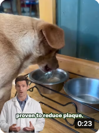 TOP PET PICKS