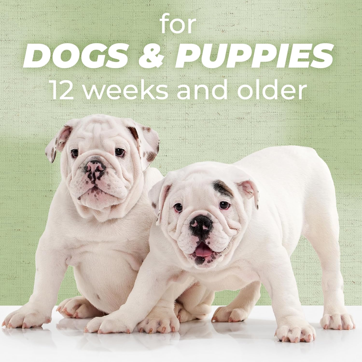 TropiClean PURE Sweet Meadow Deodorizing Plant-Based Pet Spray. Two puppies standing side by side with text indicating age suitability for dogs and puppies.