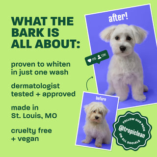 Light green background, white dog before & after, 