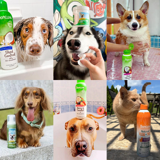 Bringing Joy to Pets and Parents with TropiClean. Images of many dogs with products