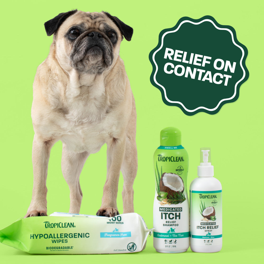 Itchy skin relief trio. Pug touching tropiclean wipes with bottles next to them.