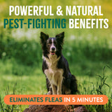 TropiClean Flea and Tick Pet & Bedding Spray for Dogs. Dog sitting on a log in a grassy field with text about pest-fighting benefits and flea elimination.