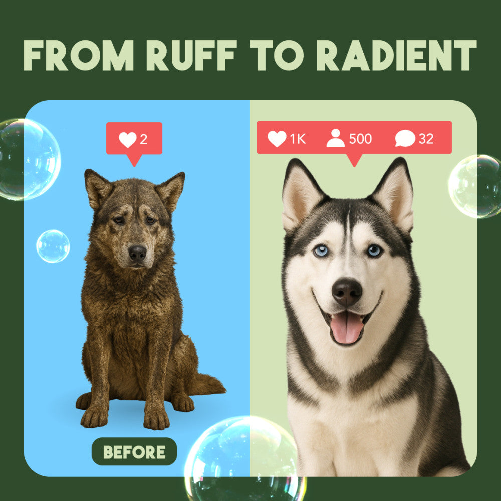Before and after comparison of two dogs with social media engagement metrics.