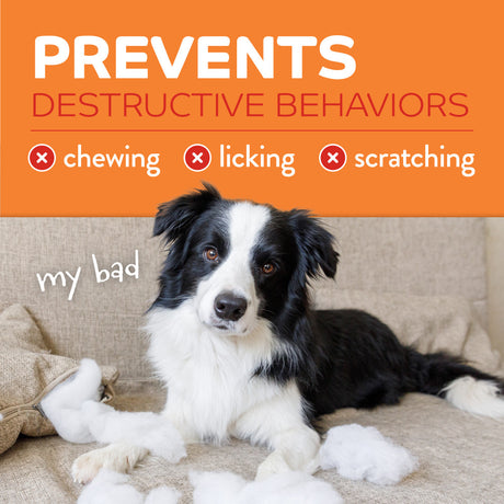 Dog sitting on a couch with chewed-up toys, surrounded by text about preventing destructive behaviors.