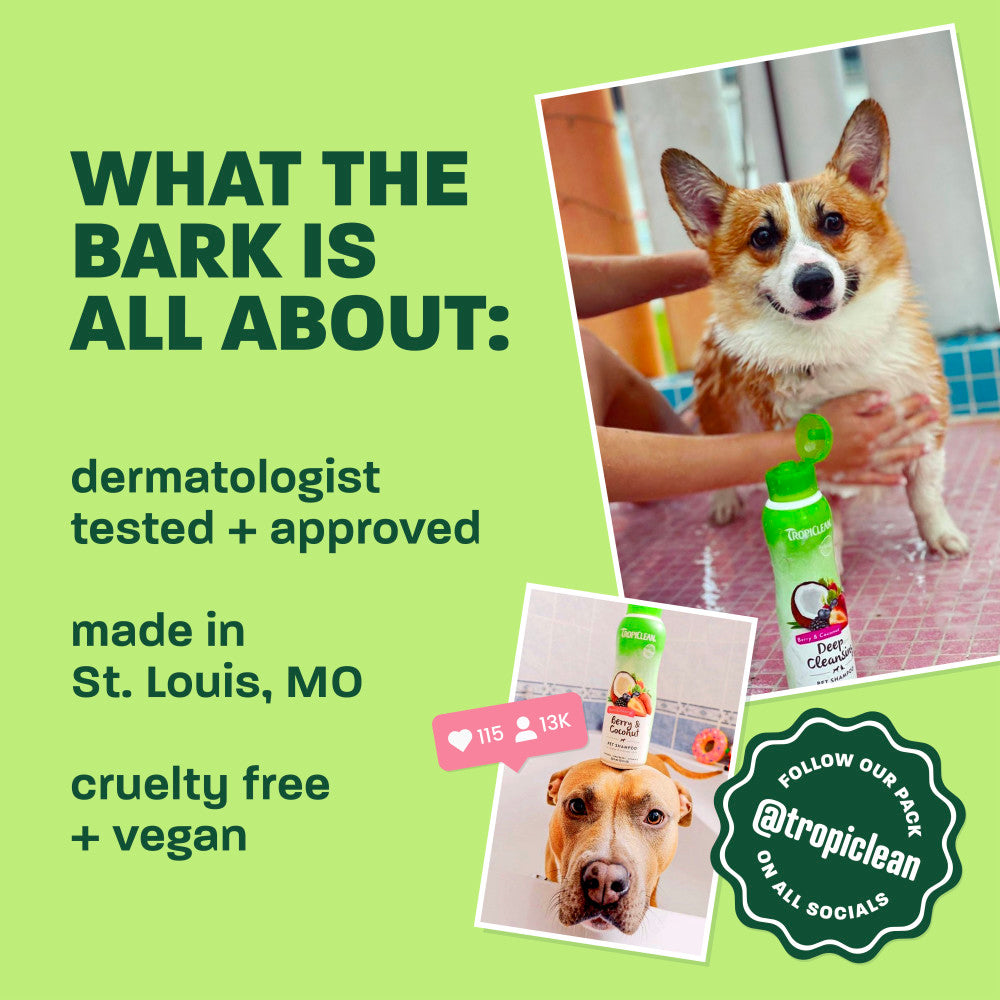Light green background, corgi and brown dog, "What the bark is all about".