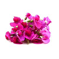 SWEET PEA FRAGRANCE. Sweet pea flowers on a white background, by TropiClean.