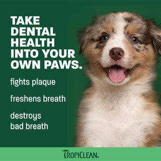 Brown and white puppy with tongue out on green background with TropiClean dental product marketing text.