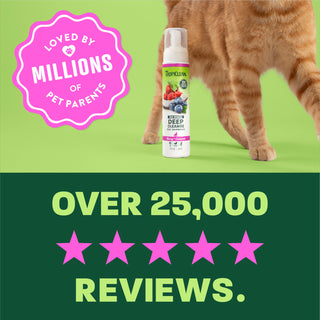 Cat standing on light green background, 