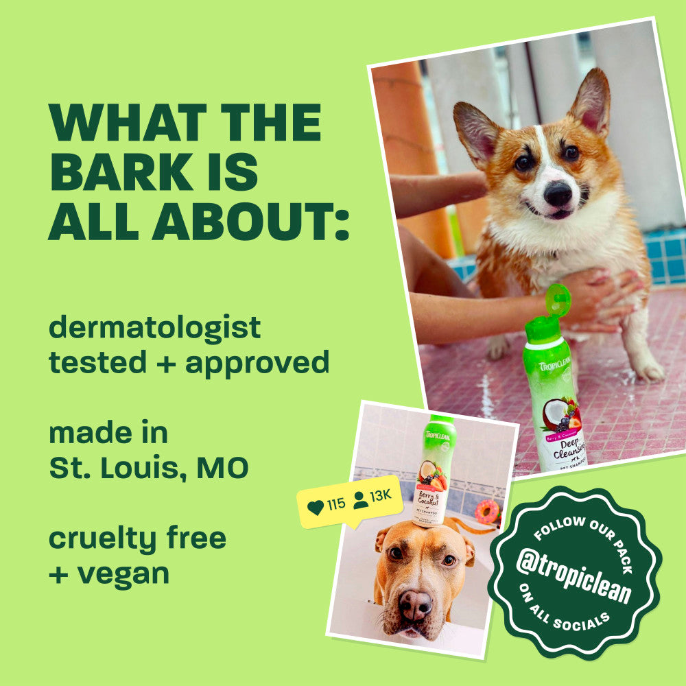 Light green background, corgi and brown dog, "What the bark is all about".