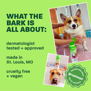 Light green background, corgi and brown dog, 